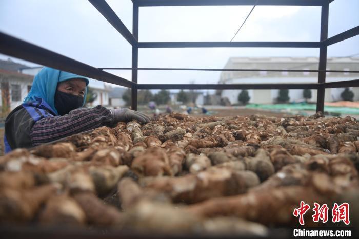 2024年11月19日，甘肅省一家中藥材農民專業合作社內，工作人員進行中藥材晾曬。(資料圖) 李亞龍 攝