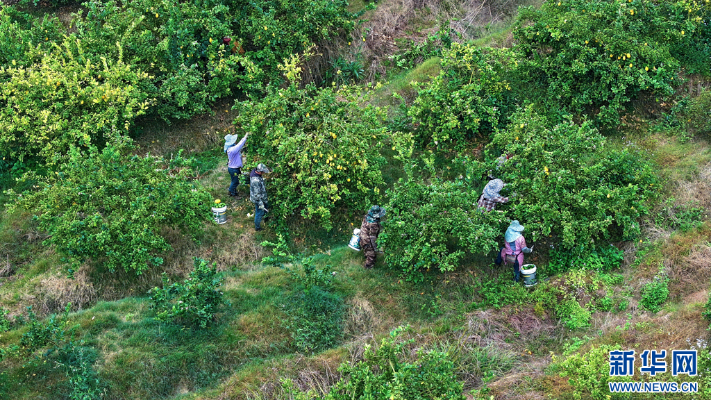 村民正在採摘香水檸檬（1月21日攝）。新華網發（景洪市融媒體中心供圖）