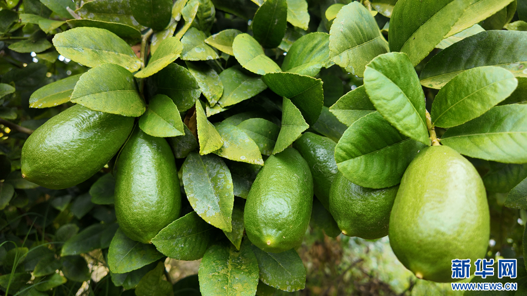 香水檸檬（1月21日攝）。新華網發（景洪市融媒體中心供圖）