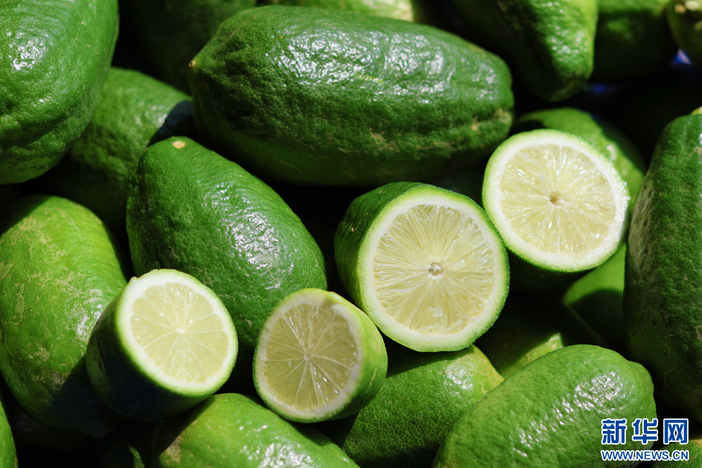 香水檸檬（1月21日攝）。新華網發（景洪市融媒體中心供圖）