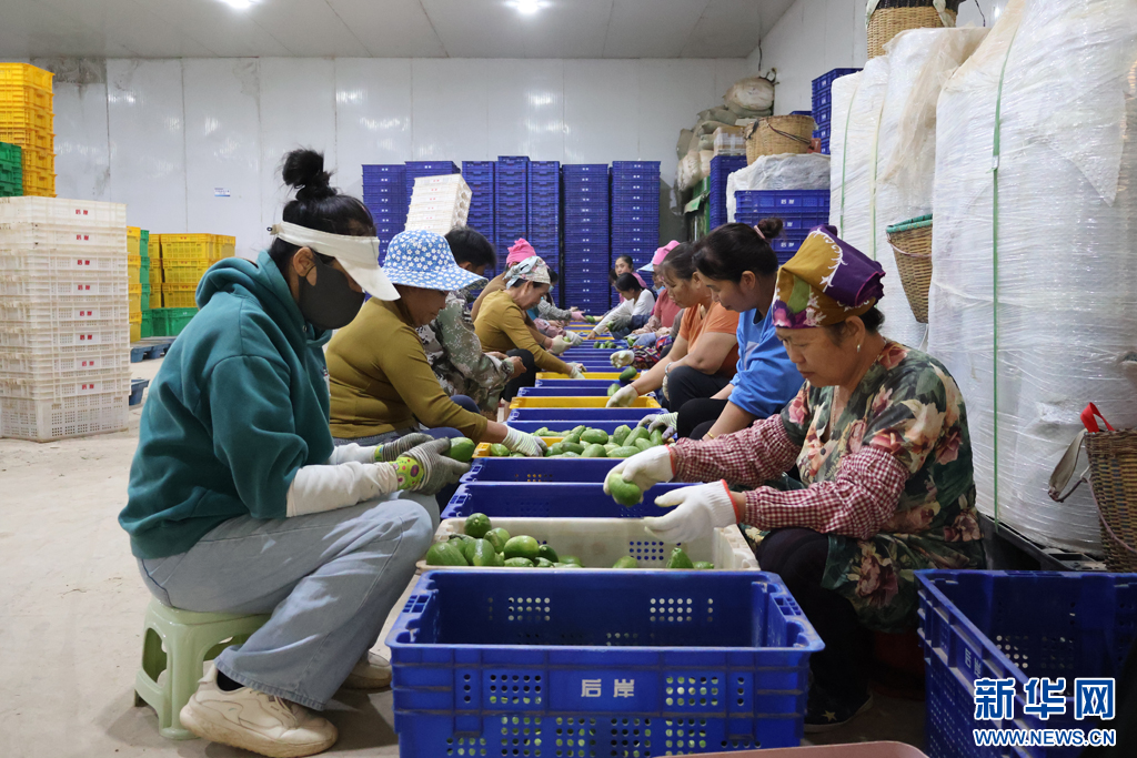 香水檸檬生產車間一角（1月21日攝）。新華網發（景洪市融媒體中心供圖）