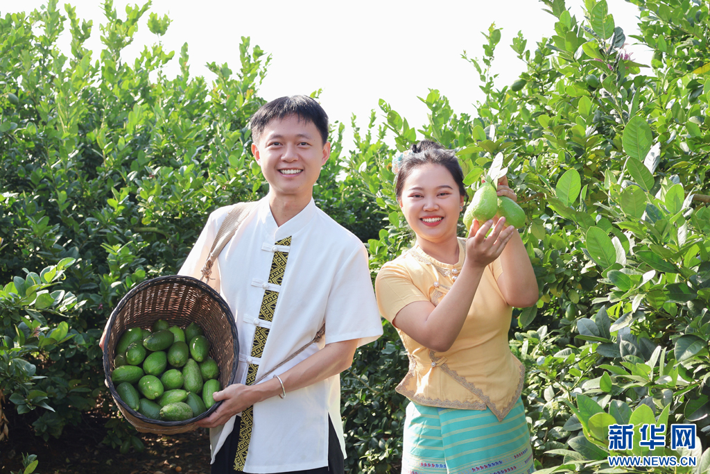 村民展示採摘的香水檸檬（1月21日攝）。新華網發（景洪市融媒體中心供圖）