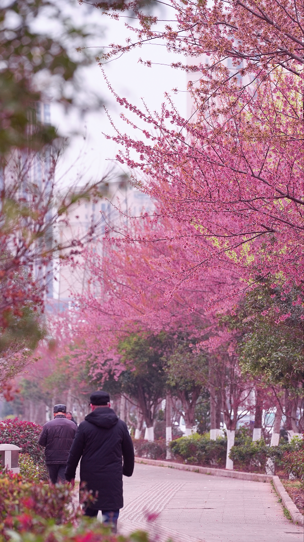 图源:镇宁新闻