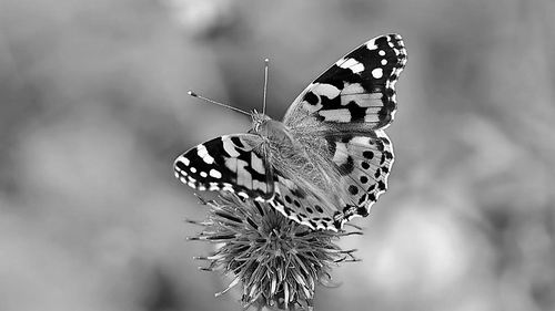 图片来源:Pixabay