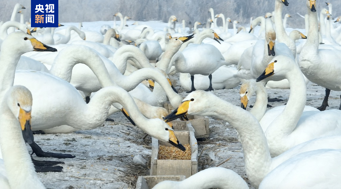 鹅鹅鹅儿歌视频大全播放 95a7-a58f794eba6520b569597748ae27548d.png