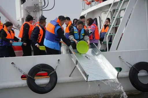 ▲增放鱼苗·保护太湖和长江项目。