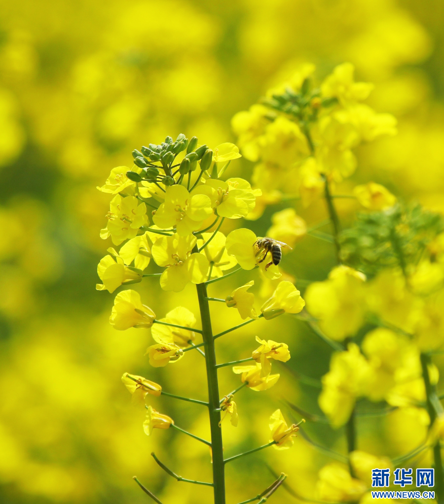 雲南省騰衝市界頭鎮，油菜花開，蜜蜂采蜜（2月15日攝）。新華網發（趙輝 攝）