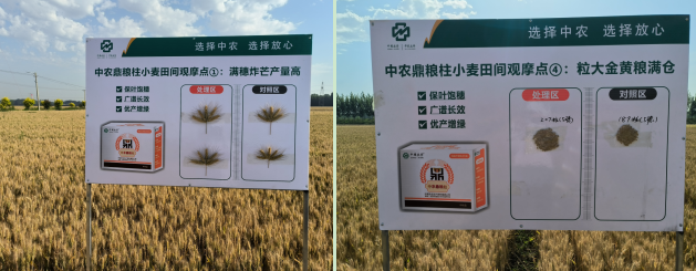 祁向富地块和近邻地块的麦穗和麦粒对比