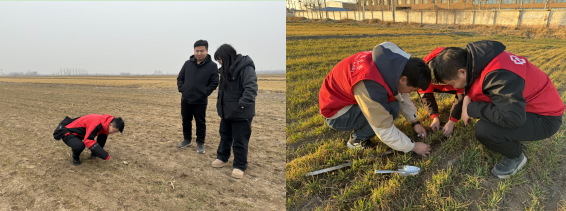 项目组查看小麦弱苗长势