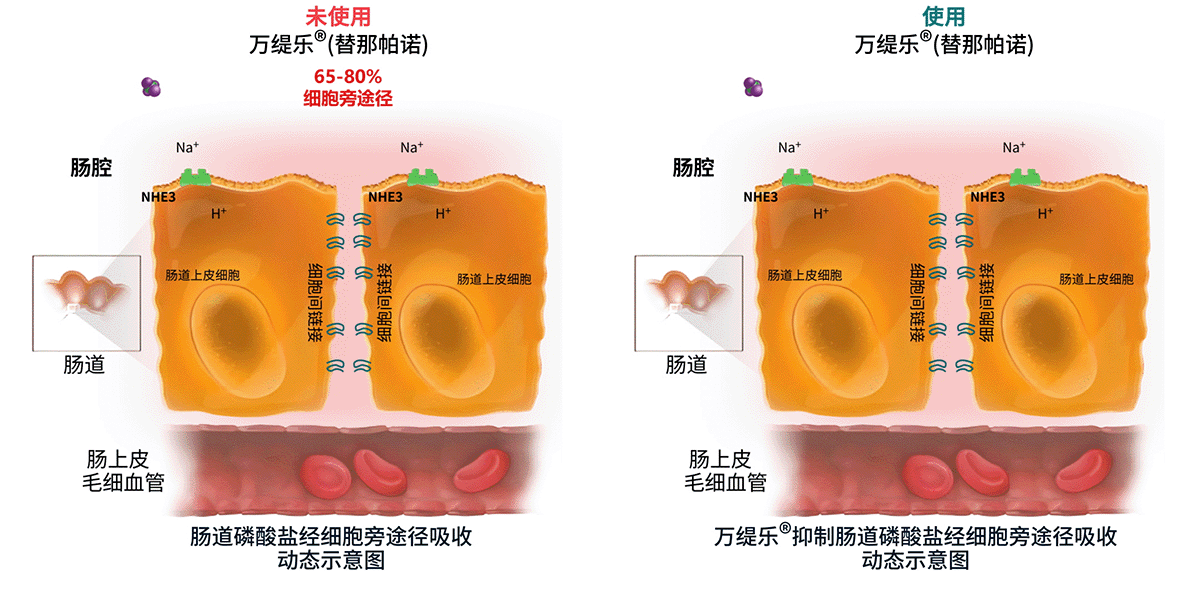 替那帕诺作用机制图