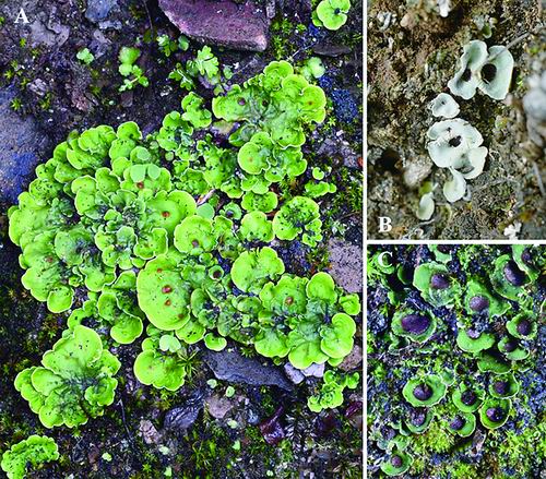 中国科学院昆明植物研究所供图