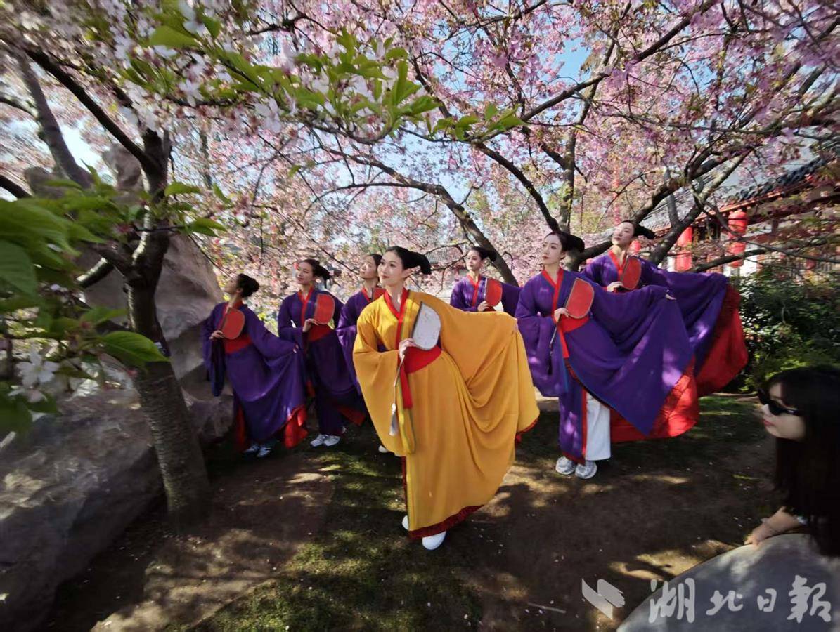 3月18日,東湖櫻花園內,舞蹈演員們在櫻花樹下翩翩起舞。(通訊員多多攝)
