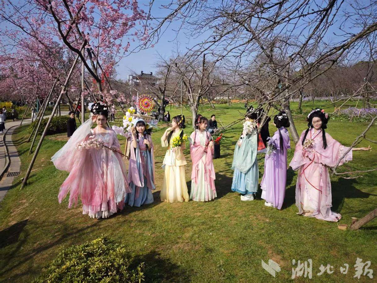 3月18日,東湖櫻花園櫻花綻放,吸引漢服小姐姐組團來打卡。(通訊員多多攝)