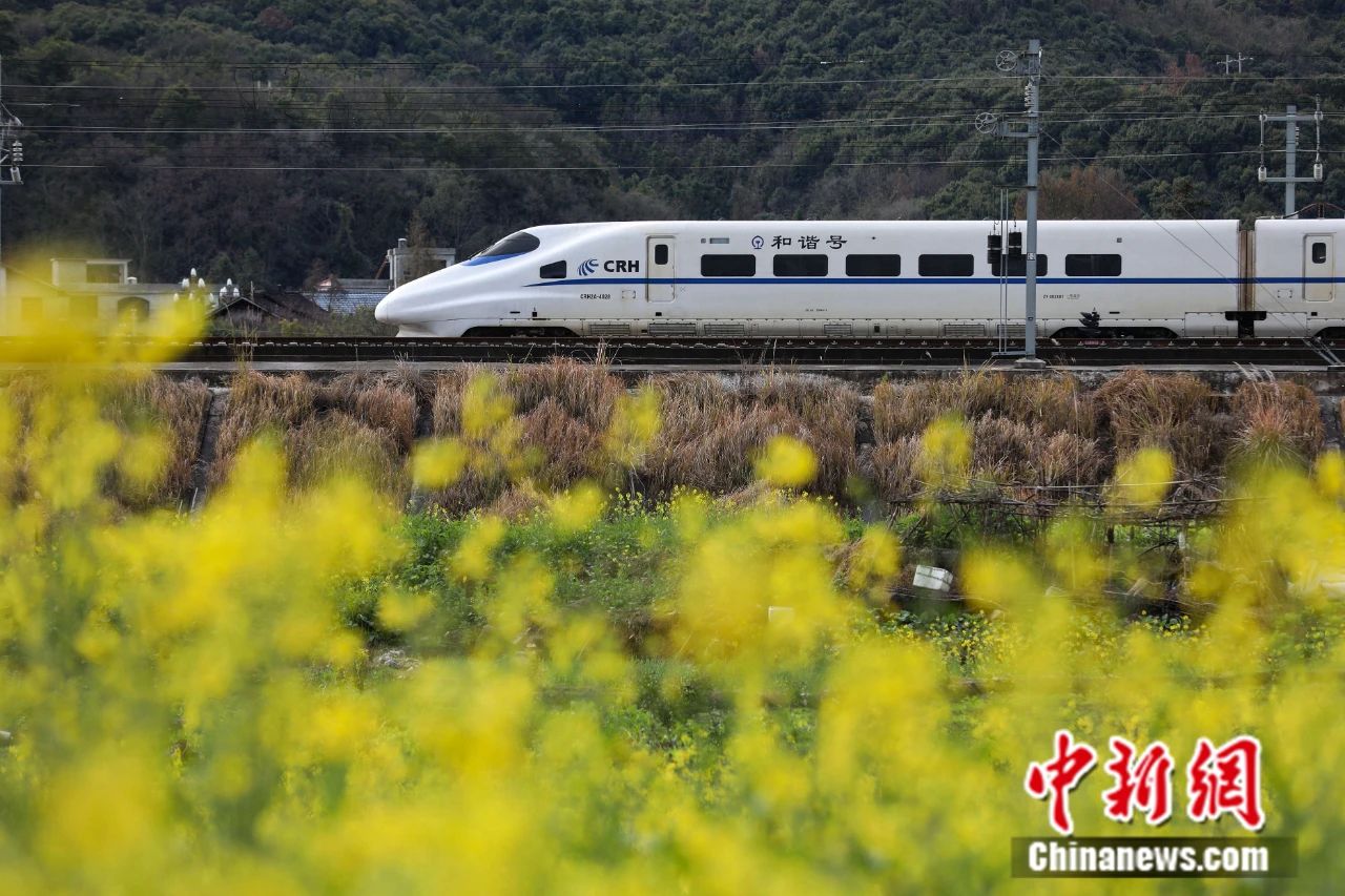 動車組列車從貴廣高鐵黔東南州從江縣境內的油菜花田旁駛過。中新社記者 瞿宏倫 攝