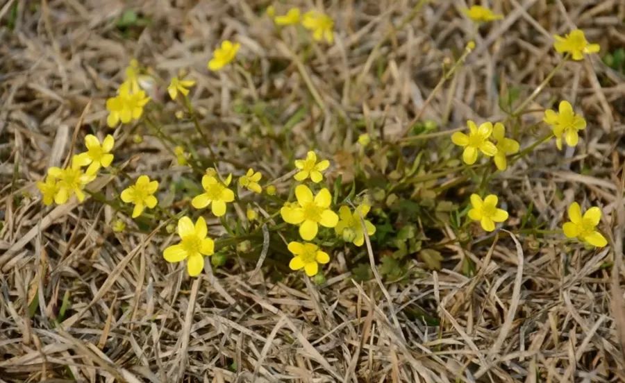 猫爪草。来源：上海辰山植物园