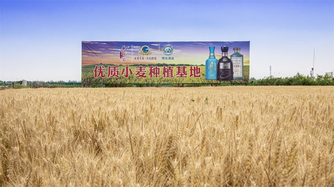 图丨古井贡酒·年份原浆优质小麦种植基地