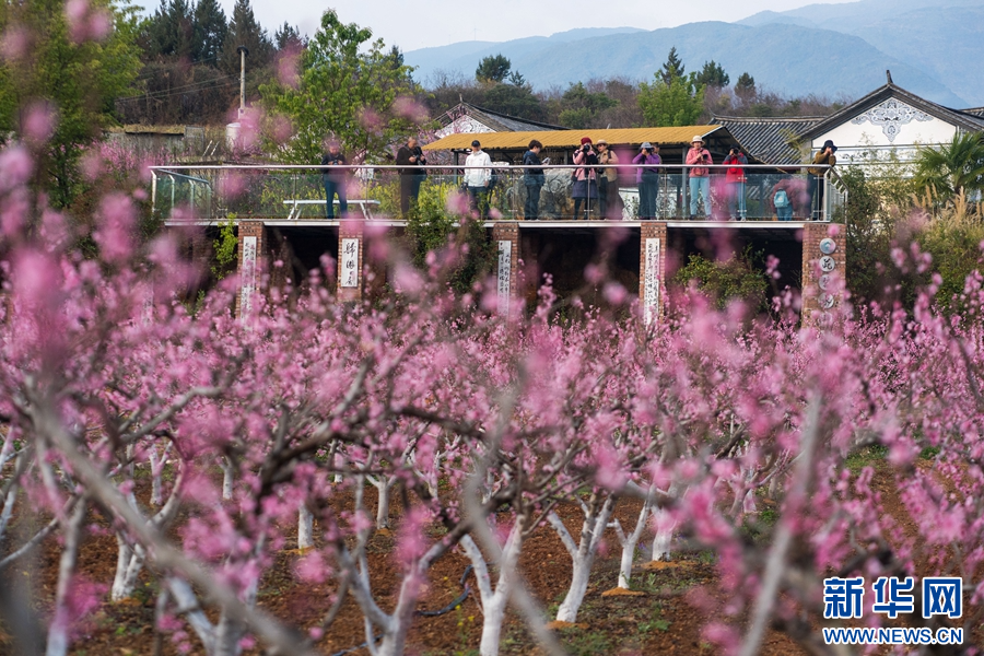 遊客在觀景台觀賞、拍攝桃林美景（影片截圖）。