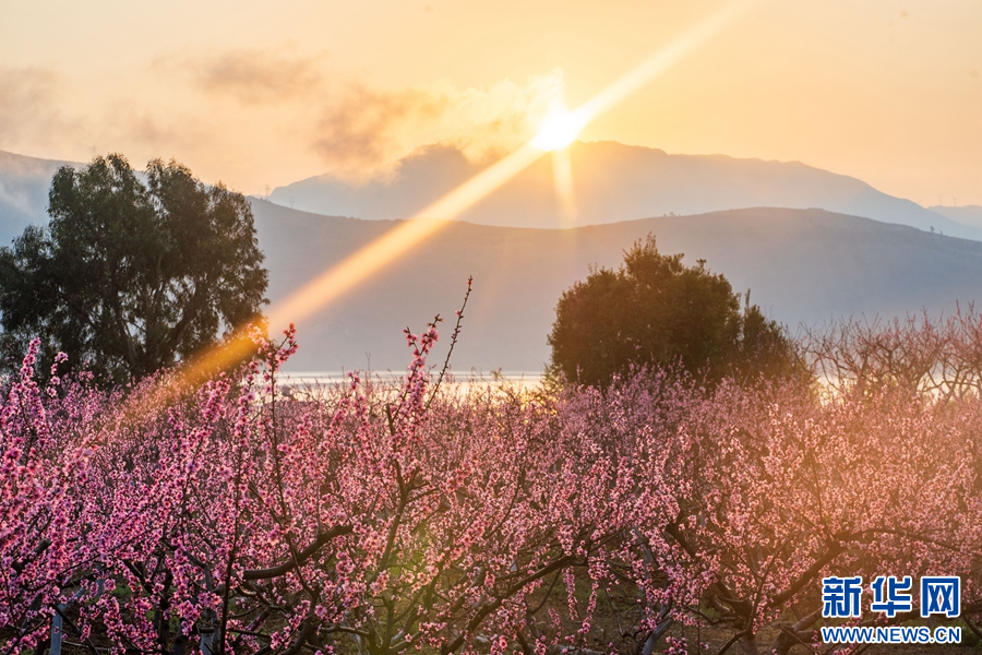 洱源縣茈碧湖畔桃花盛放（影片截圖）。