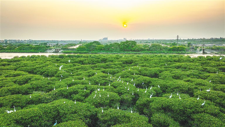 海南东寨港国家级自然保护区郁郁葱葱，白鹭翩跹。海南日报记者 张茂 摄