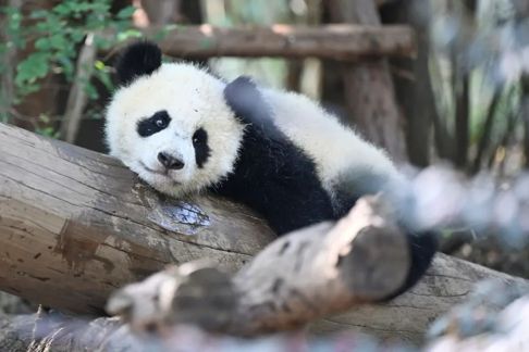 图3：2025年3月25日，成都大熊猫繁育研究基地，幼年大熊猫享受春日暖阳。陈昱升/摄  图片来源/视觉中国