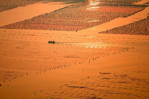 图4：2025年3月25日，福建宁德，橙红的晨光晕染了霞浦县附近的海面，星星点点的鱼排化为剪影，