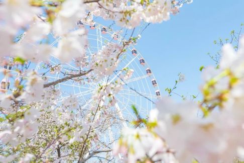 图2：2025年3月25日，上海，顾村公园举行2025樱花节，染井吉野樱花盛开。张鐘/摄  图片来源/视觉中国