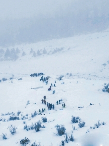 驴友攀登海拔超5000米雪山后离世