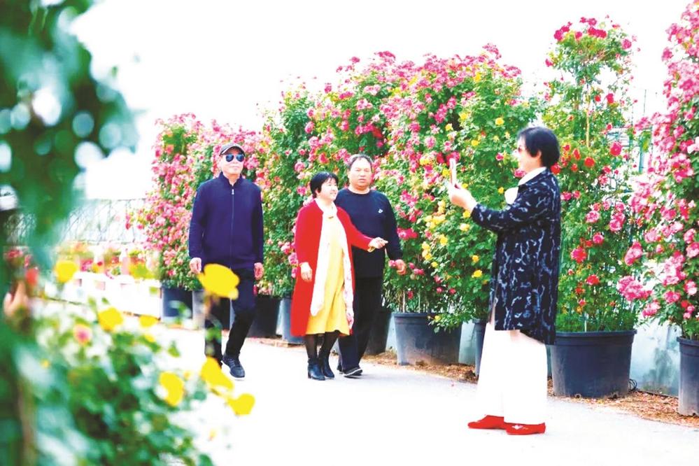 图为七彩园林花卉苗木基地。