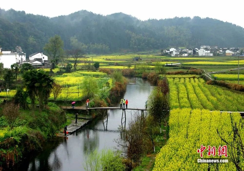 婺源油菜花盛開。圖源:婺源鄉村文旅