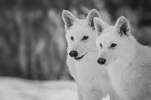 图片来源:Colossal Biosciences