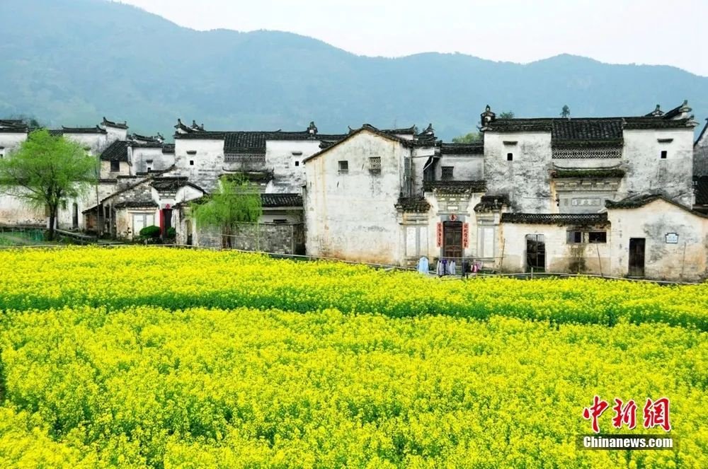 婺源油菜花盛開。圖源:婺源鄉村文旅