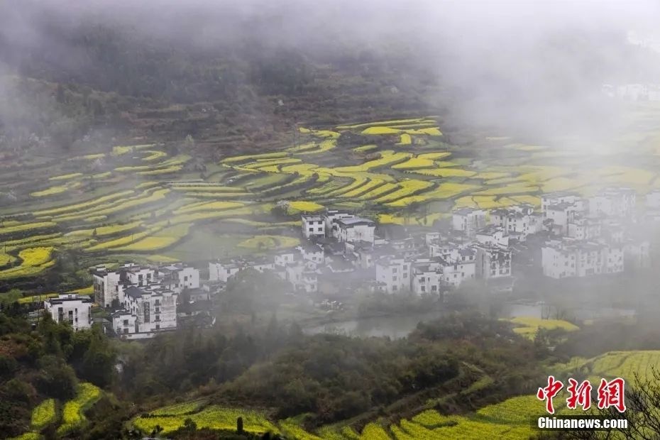 江西上饒婺源縣江嶺景區,雨中的油菜花及徽派建築。圖/視覺中國