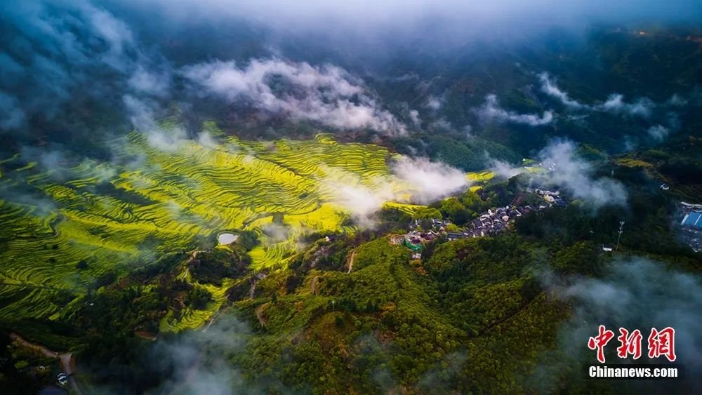 江西婺源油菜花海迎春綻放。篁嶺景區供圖