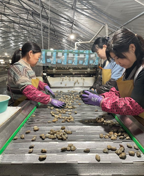 ▲“多多好特产”调研连云港贝类商家,工人们正将清洗好的花蛤进行二次分拣。