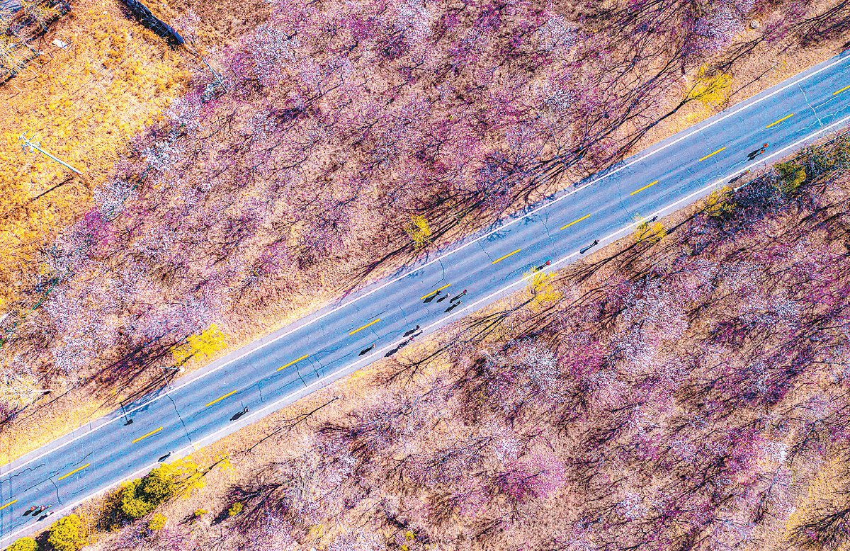 航拍香营半程马拉松，公路上的跑者与旁边的花海都生机勃勃。邓伟 摄