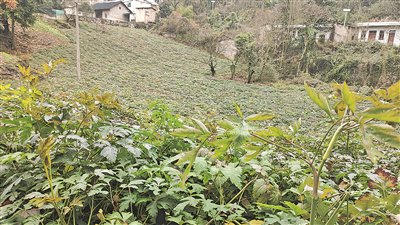 清镇市暗流镇小沟村前胡种植基地。通讯员 邓羽羽 摄