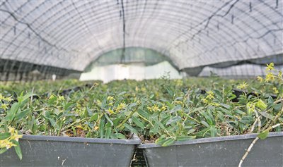 乌当区新堡乡马头村贵州兴黔科技发展有限公司铁皮石斛种植基地。贵阳日报融媒体记者 黎荣 摄