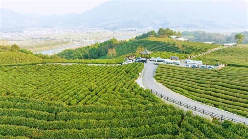 航拍三溪鎮路西村「空中茶園」。(旌德縣委宣傳部供圖)
