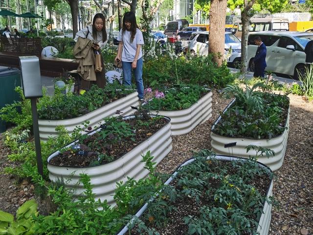 太平桥绿地附近的可食用花园,种植了迷迭香、番茄等兼具观赏性和食用价值的植物。 陈玺撼摄