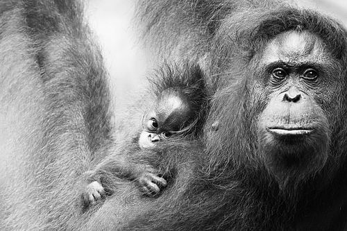 图片来源:Nature Picture Library