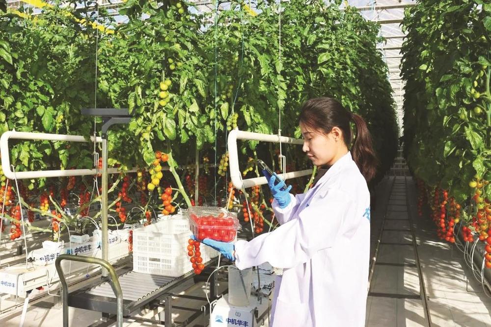 图为在曹庄村现代农业示范园内,公司负责人牛银平在种植大棚内通过视频向客户展示新摘的小番茄。