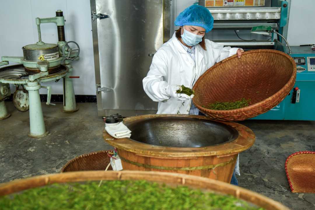 4月17日,河北省石家庄市灵寿县南营乡漫山村展翼茶叶专业合作社的制茶师在炒制茶叶。白云飞摄