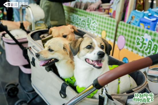 图说:宠物乘坐推车出行参加线下聚会