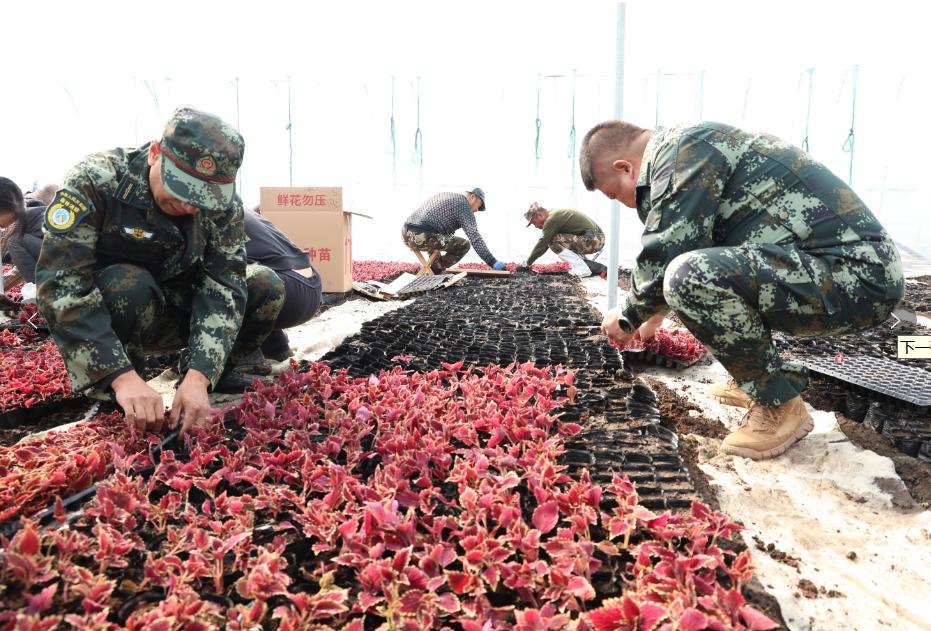 栽植新苗