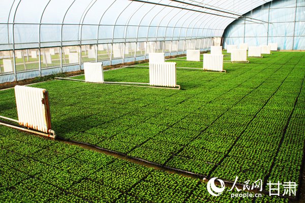 蘭州源盛和生態農業專業合作社智能化育苗大棚。人民網 席娟娟攝