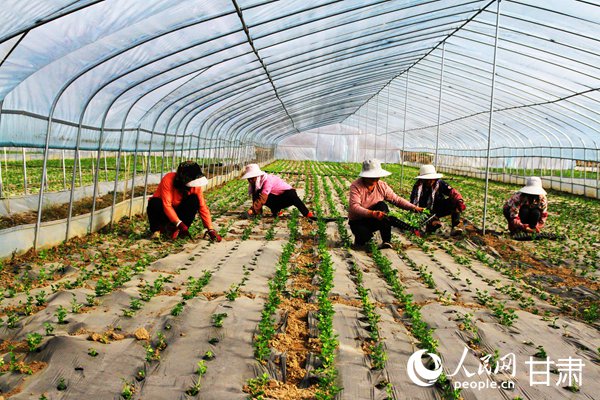 在芹菜種植冷棚內,工人進行除草、補苗作業。人民網 席娟娟攝
