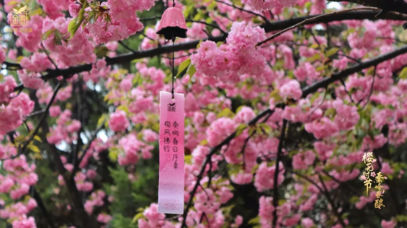 明年春天,期待再次相聚,共赏樱花烂漫,共品秦岭春酿,共绘金徽传奇。(金徽酒股份有限公司供图)