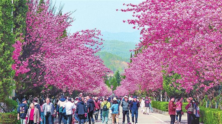 金徽酒生态酿酒园樱花大道。