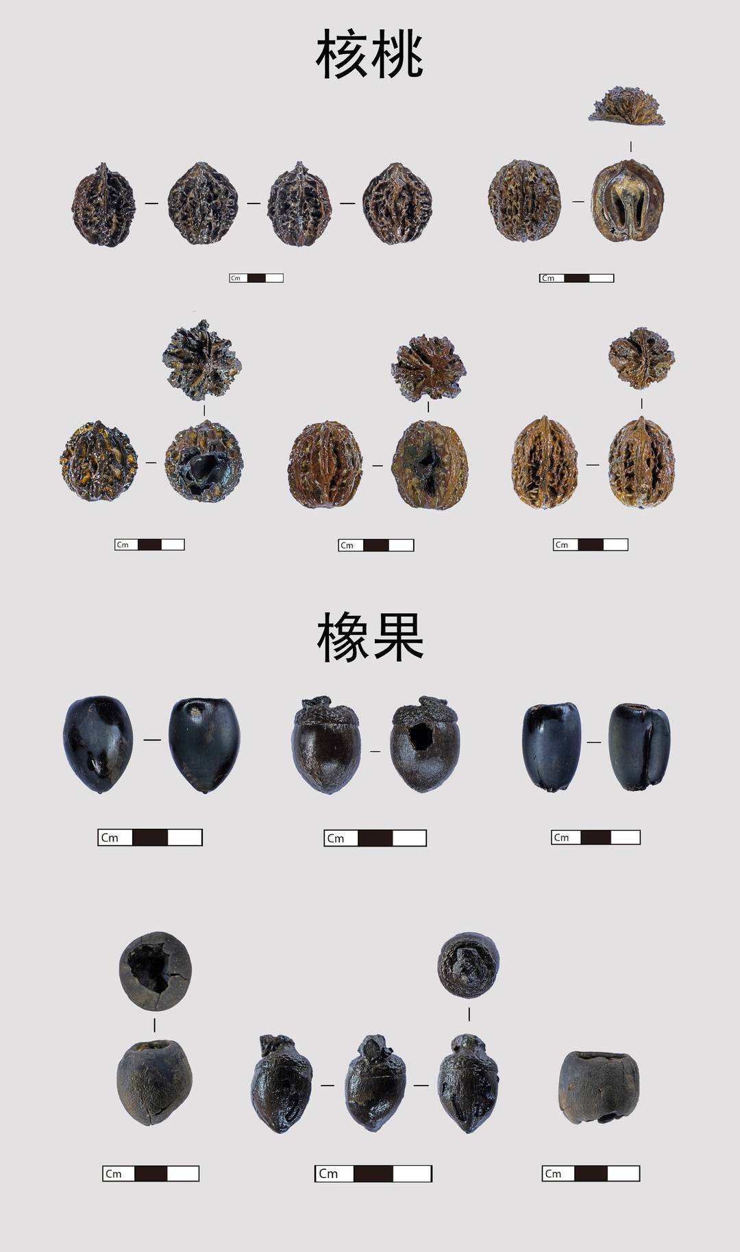 部分出土核桃、橡子