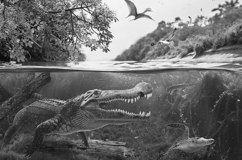 图片来源:MARTON SZABO